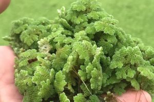 240646554_892629398032678_3872592517301149488_n